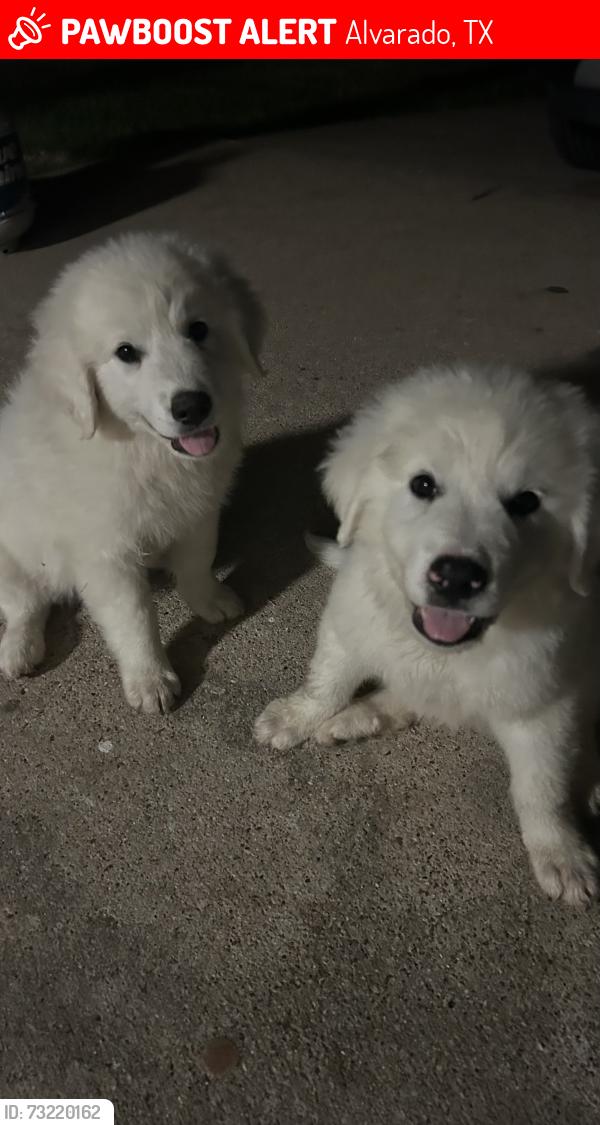 Lost Male Dog last seen Near Deborah Dr, Texas, Alvarado, TX 76009