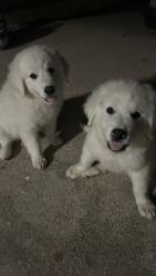 Lost Male Dog last seen Near Deborah Dr, Texas, Alvarado, TX 76009