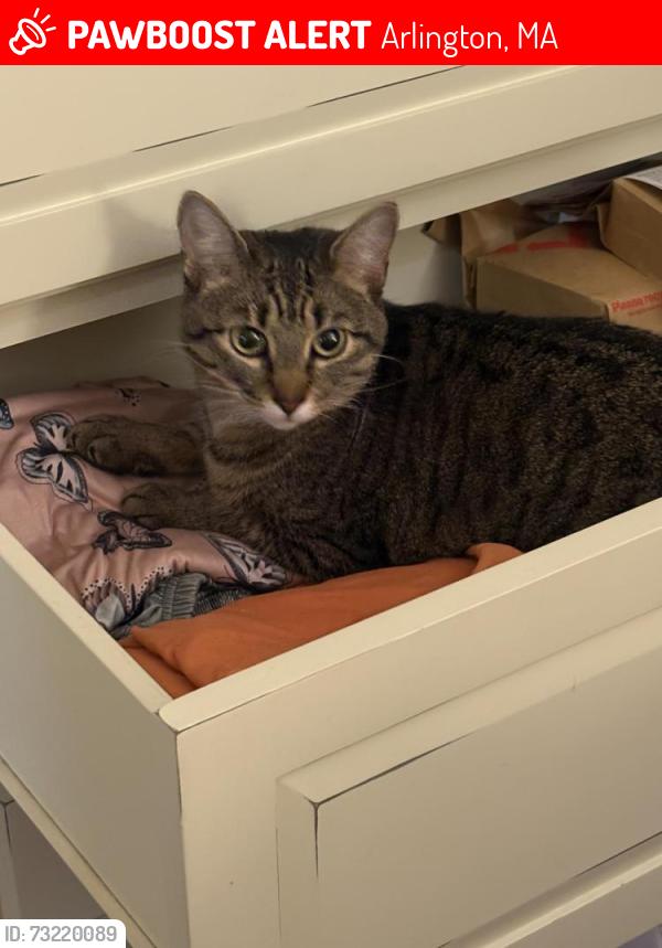 Lost Female Cat last seen Mass. Ave. East Arlington, Arlington, MA 02474