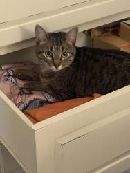 Lost Female Cat last seen Mass. Ave. East Arlington, Arlington, MA 02474