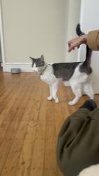Found/Stray Male Cat last seen Kwik Serv E12, Oakland, CA 94606
