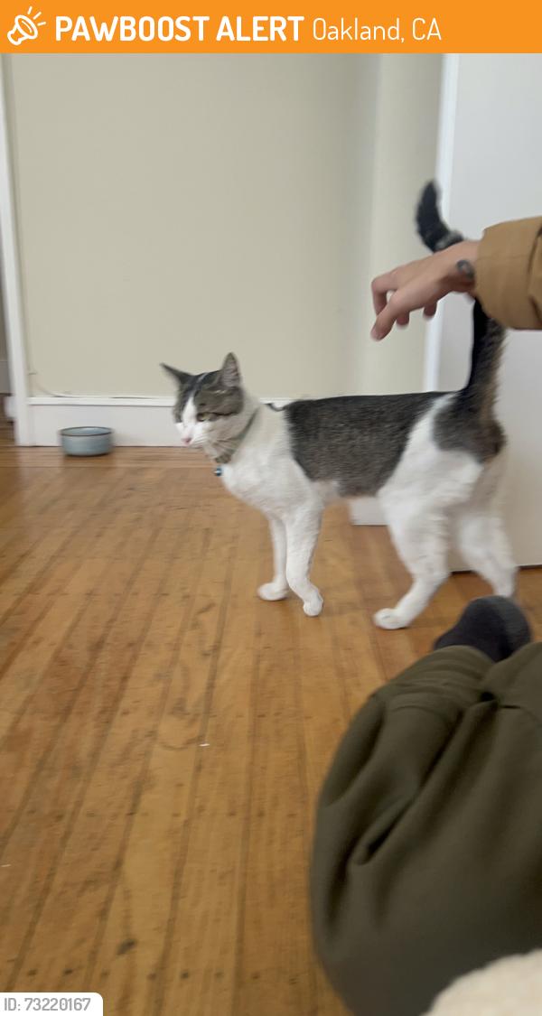 Found/Stray Male Cat last seen Kwik Serv E12, Oakland, CA 94606