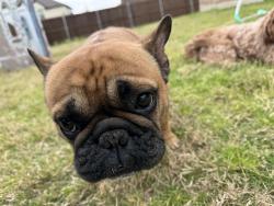 Lost Male Dog last seen Ashmont, Venus, TX 76084