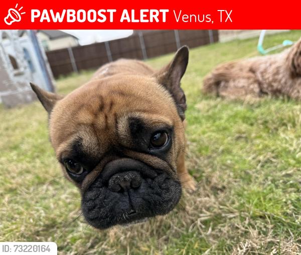 Lost Male Dog last seen Ashmont, Venus, TX 76084
