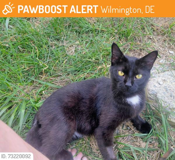 Found/Stray Male Cat last seen West 40th st and Monroe st. North Wilmington, Wilmington, DE 19802