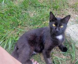 Found/Stray Male Cat last seen West 40th st and Monroe st. North Wilmington, Wilmington, DE 19802