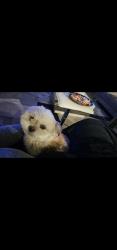Lost Female Dog last seen Chamberlain crossing, Royse City, TX 75189