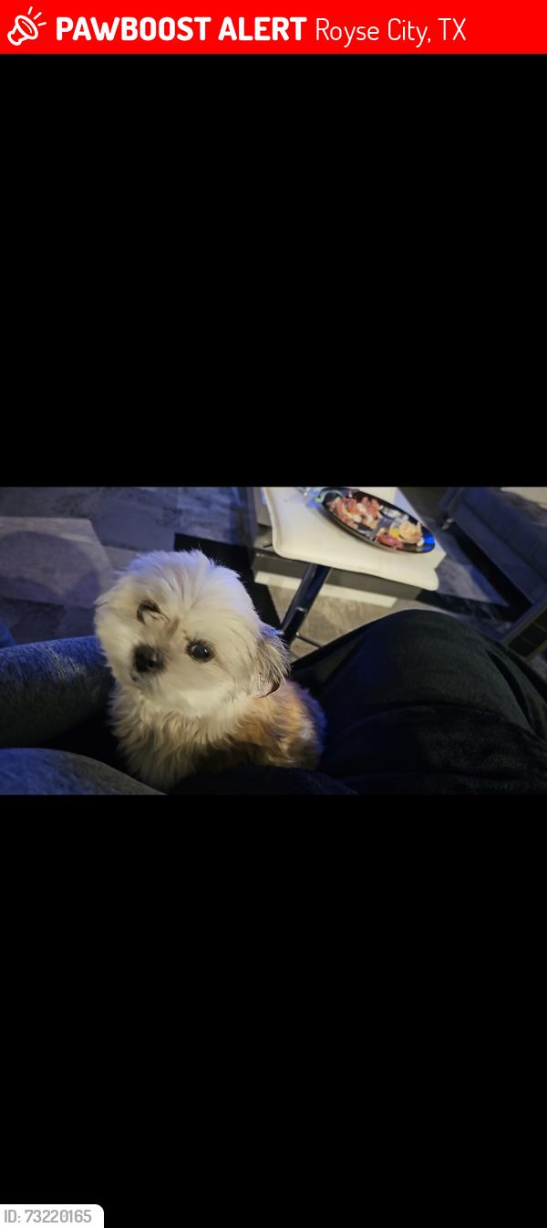 Lost Female Dog last seen Chamberlain crossing, Royse City, TX 75189