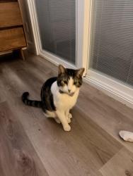 Lost Male Cat last seen Southwood drive and clarkson. Milliken Park, Centennial, CO 80121