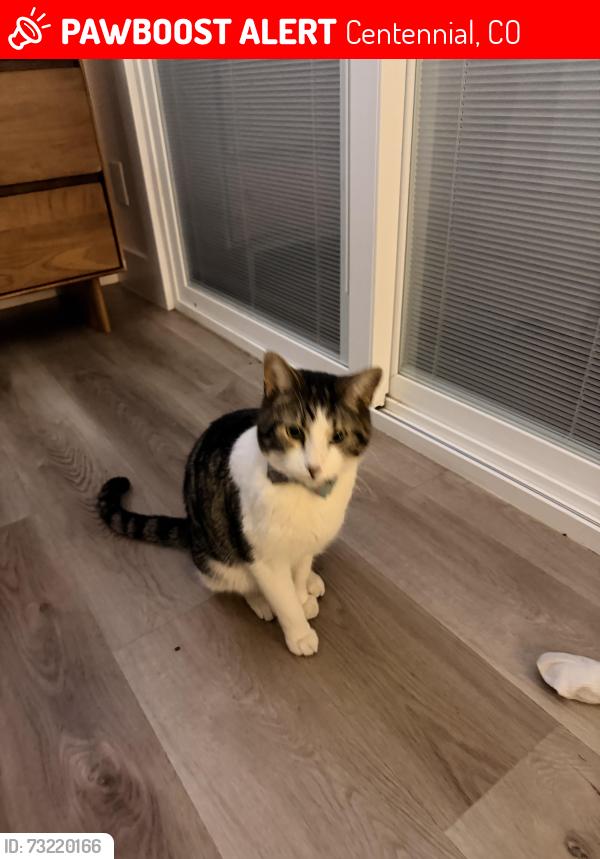 Lost Male Cat last seen Southwood drive and clarkson. Milliken Park, Centennial, CO 80121