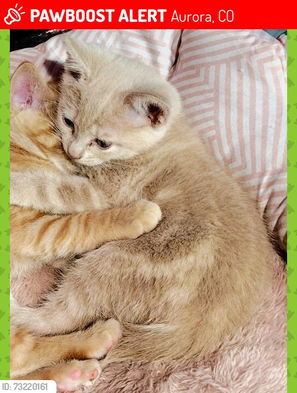 Lost Male Cat last seen Mississippi and Chambers, Aurora, CO 80017