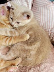 Lost Male Cat last seen Mississippi and Chambers, Aurora, CO 80017