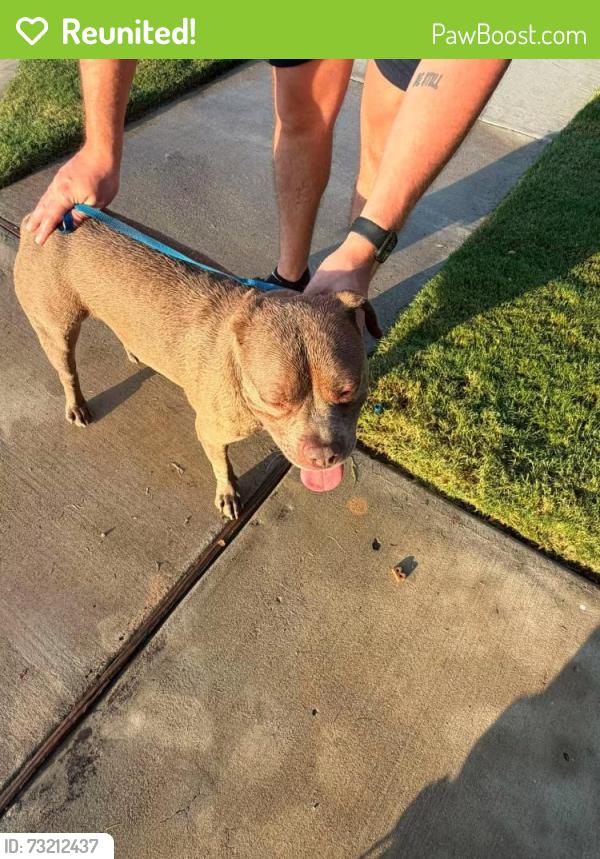 Reunited Male Dog last seen Bridgeview neighborhood, Tarrant County, TX 76131