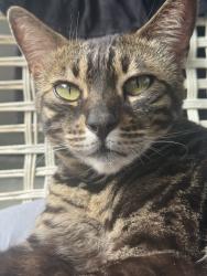 Lost Female Cat last seen Near Park West apmts, Chino, CA 91710, Chino, CA 91710