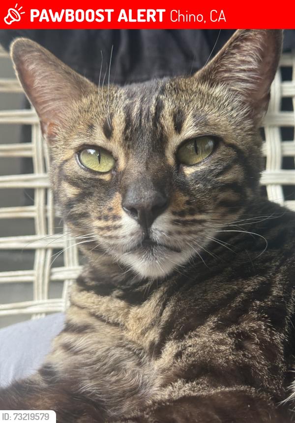 Lost Female Cat last seen Near Park West apmts, Chino, CA 91710, Chino, CA 91710