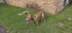 Reunited Female Dog last seen Airport Blvd, Mobile, AL 36608
