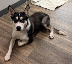 Shelter Stray Female Dog last seen Near Beyer, Chula Vista, CA, 91911, 5500 Gaines St, San Diego, CA 92110, USA