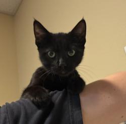 Shelter Stray Male Cat last seen Near Highland Drive, Vista, CA, 92083, Oceanside, CA 92058, USA