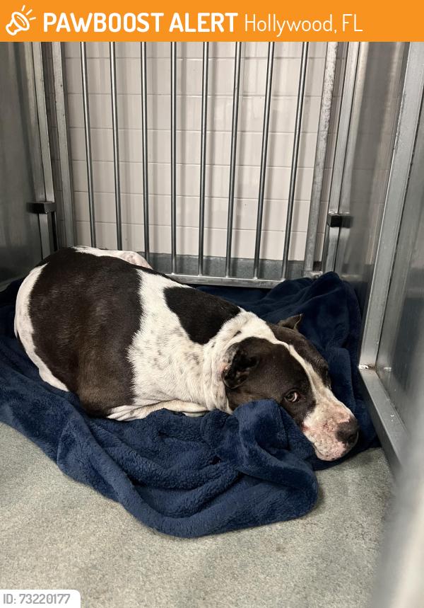Found/Stray Female Dog last seen US 27 and Pembroke Rd, Hollywood, FL 33029