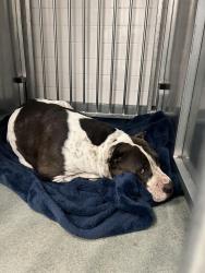 Found/Stray Female Dog last seen US 27 and Pembroke Rd, Hollywood, FL 33029