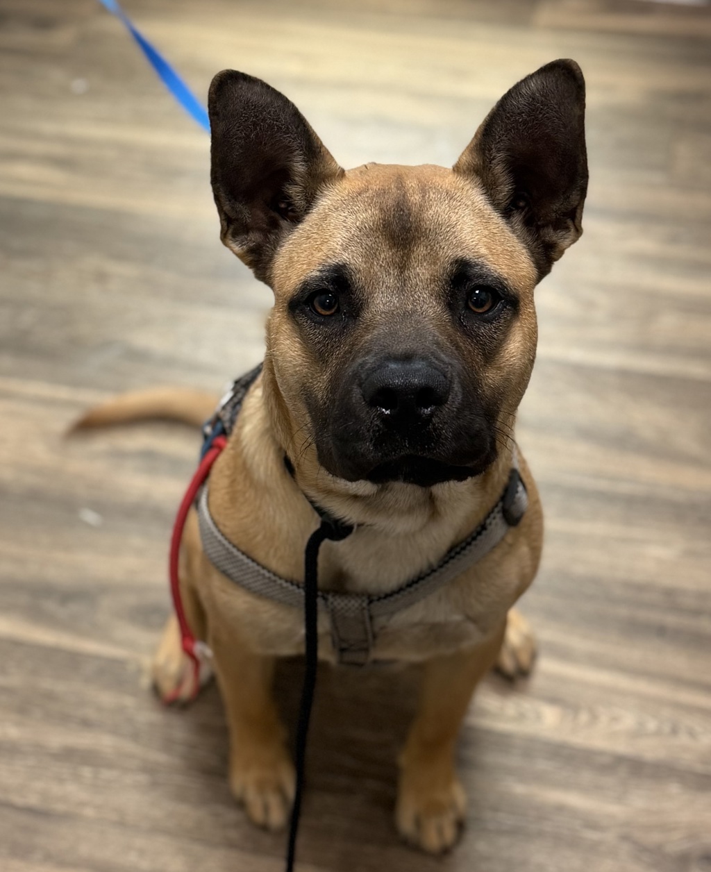 Shelter Stray Male Dog last seen Near F Street, San Diego, CA, 92101, 5500 Gaines St, San Diego, CA 92110, USA