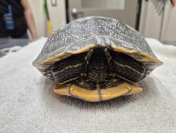 Shelter Stray Male Reptile last seen Near Kenesaw Court, Santee, CA, 92071, El Cajon, CA 92020, USA