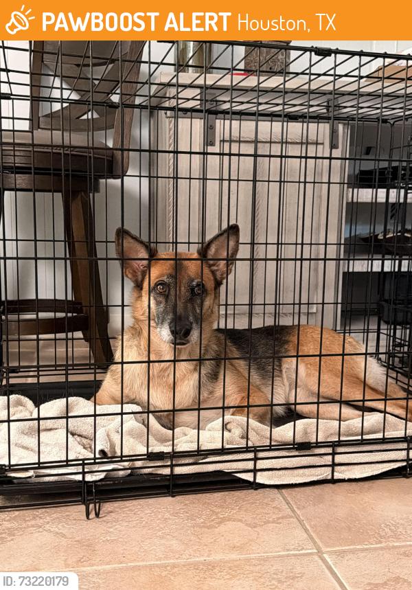 Found/Stray Female Dog last seen Near Northfork and bay oaks, Houston, TX 77062