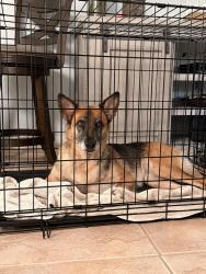Found/Stray Female Dog last seen Near Northfork and bay oaks, Houston, TX 77062