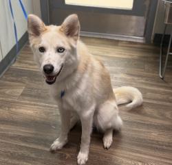 Shelter Stray Male Dog last seen Salmon Street, San Diego, CA, 92124, 5500 Gaines St, San Diego, CA 92110, USA