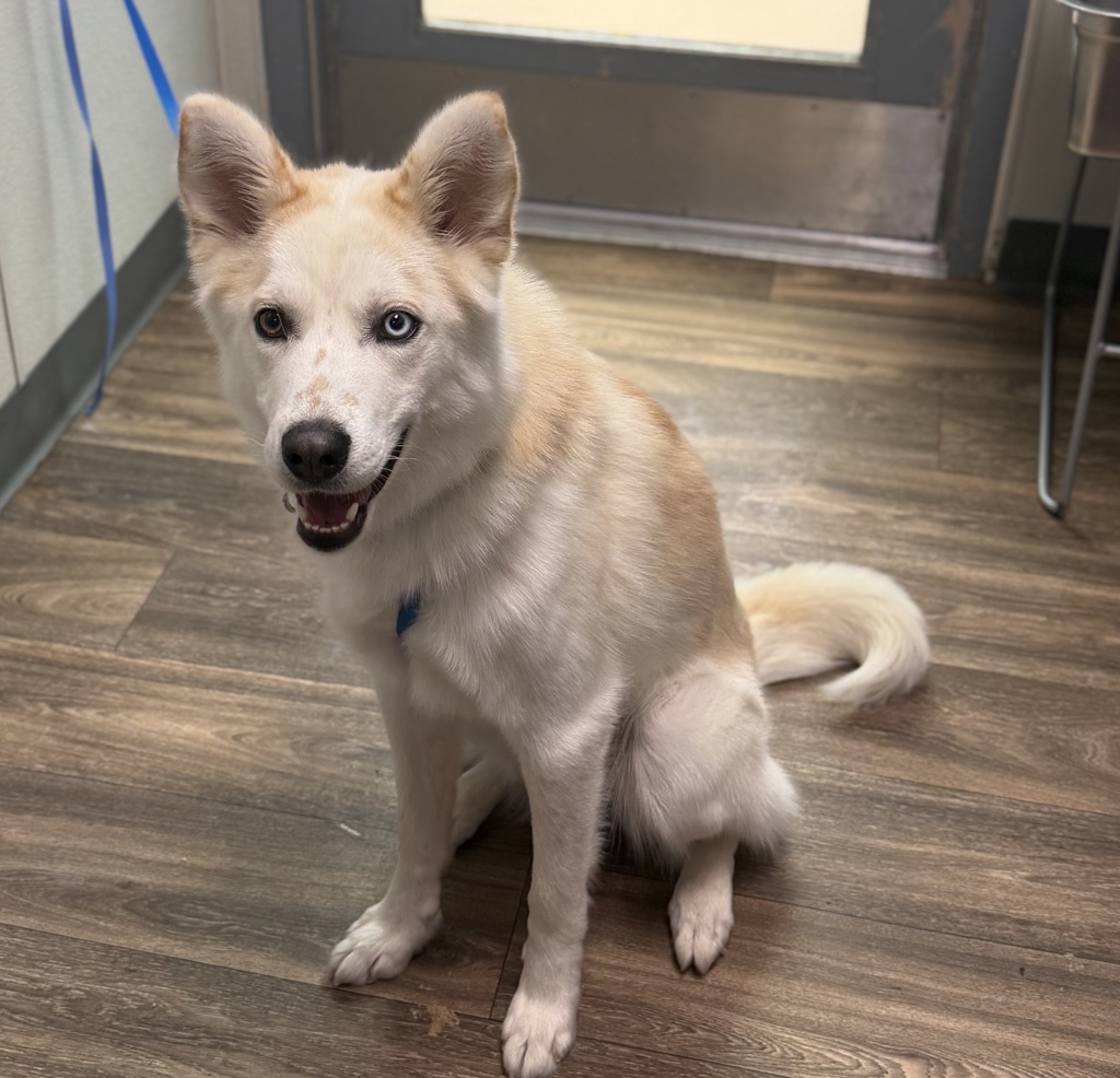Shelter Stray Male Dog last seen Salmon Street, San Diego, CA, 92124, 5500 Gaines St, San Diego, CA 92110, USA