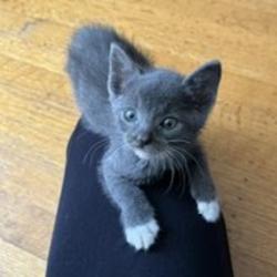 Shelter Stray Female Cat last seen Near Mono Avenue, SAN LEANDRO, CA, 94578, 8323 Baldwin St, Oakland, CA 94621, USA