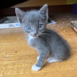 Shelter Stray Female Cat last seen Near Mono Avenue, SAN LEANDRO, CA, 94578, 8323 Baldwin St, Oakland, CA 94621, USA