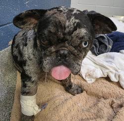 Shelter Stray Male Dog last seen Near Skyline Drive, San Diego, CA, 92114, 5500 Gaines St, San Diego, CA 92110, USA