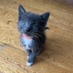 Shelter Stray Female Cat last seen Near Mono Avenue, SAN LEANDRO, CA, 94578, 8323 Baldwin St, Oakland, CA 94621, USA