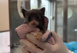 Shelter Stray Female Cat last seen unknown, STATEN ISLAND, NY, 10314, 326 E 110th St, New York, NY 10029, USA