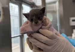 Shelter Stray Male Cat last seen unknown, STATEN ISLAND, NY, 10314, 326 E 110th St, New York, NY 10029, USA