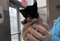 Shelter Stray Female Cat last seen unknown, STATEN ISLAND, NY, 10314, 326 E 110th St, New York, NY 10029, USA