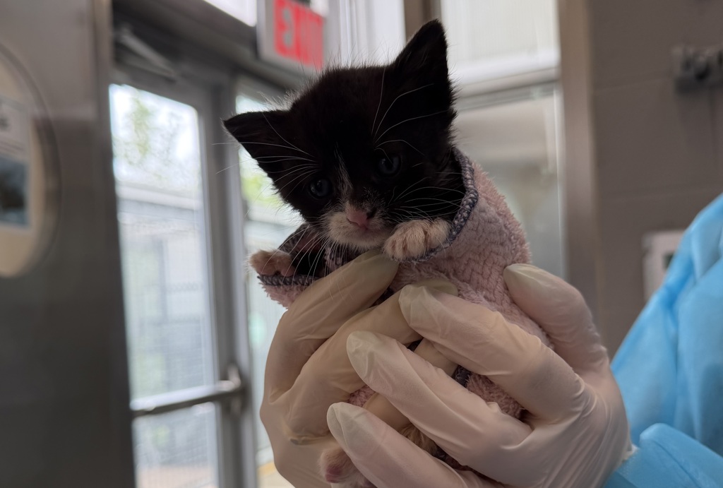 Shelter Stray Female Cat last seen unknown, STATEN ISLAND, NY, 10314, 326 E 110th St, New York, NY 10029, USA