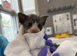 Shelter Stray Male Cat last seen Near Joseph Avenue, STATEN ISLAND, NY, 10314, 326 E 110th St, New York, NY 10029, USA