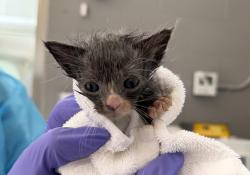 Shelter Stray Male Cat last seen Near Joseph Avenue, STATEN ISLAND, NY, 10314, 326 E 110th St, New York, NY 10029, USA