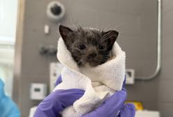 Shelter Stray Female Cat last seen Near Joseph Avenue, STATEN ISLAND, NY, 10314, 326 E 110th St, New York, NY 10029, USA