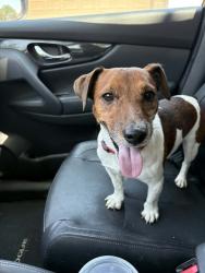 Reunited Male Dog last seen David Dr, San Antonio, TX 78239, San Antonio, TX 78239