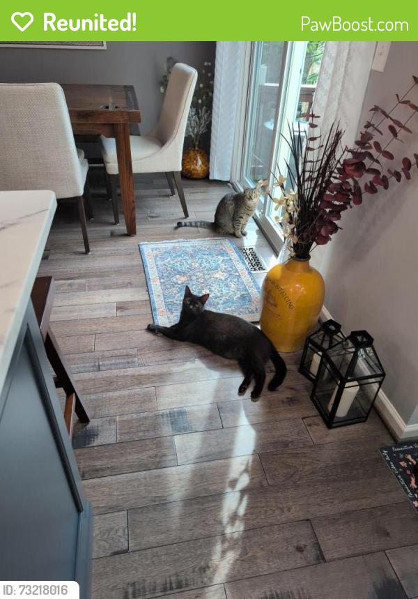 Reunited Male Cat last seen Sour Cherry Way, North Patomac, MD, North Potomac, MD 20878