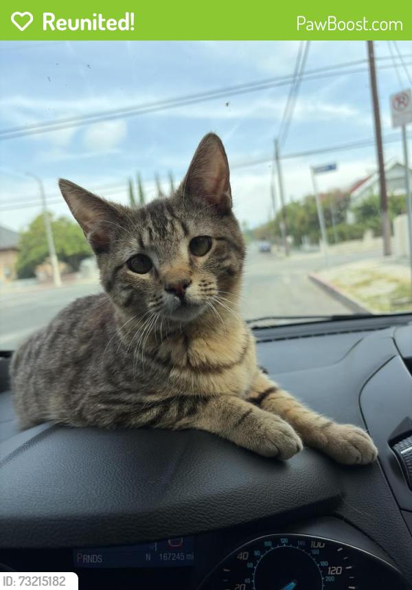 Reunited Male Cat last seen Baldwin and Johnston. St, Los Angeles, CA 90031