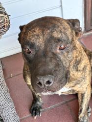 Found/Stray Male Dog last seen Breed, Los Angeles, CA 90033