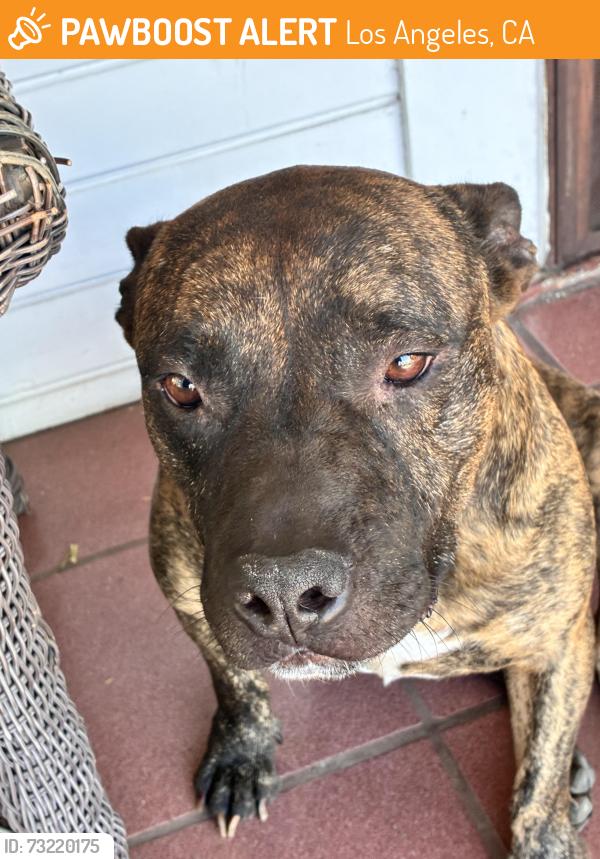 Found/Stray Male Dog last seen Breed, Los Angeles, CA 90033