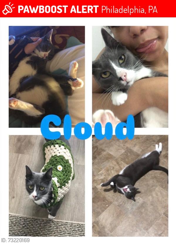 Lost Male Cat last seen Near Haverford Av, Philadelphia, PA 19104