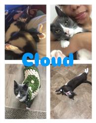 Lost Male Cat last seen Near Haverford Av, Philadelphia, PA 19104