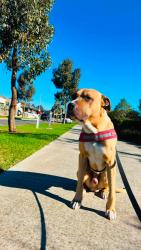 Reunited Male Dog last seen Yarravile gardens, Yarraville, VIC 3013