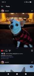 Reunited Female Dog last seen Silver valley Dr, Houston, TX 77084